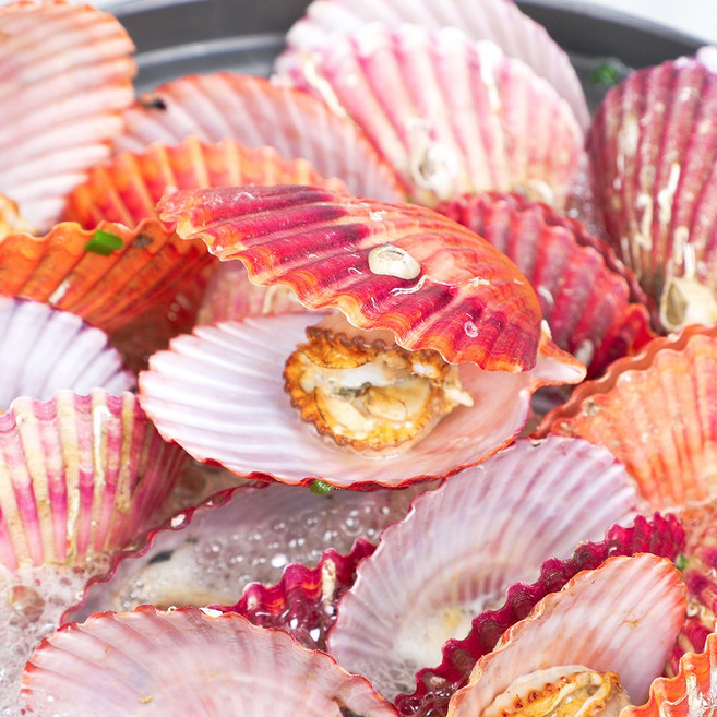 [산지직송] 국내산 홍가리비 특상품, 1박스, 5kg