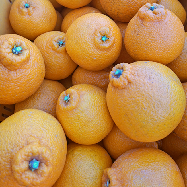 제주 한라봉 노지 한라봉 못난이 한라봉, 1박스, 노지 한라봉 5kg 혼합과