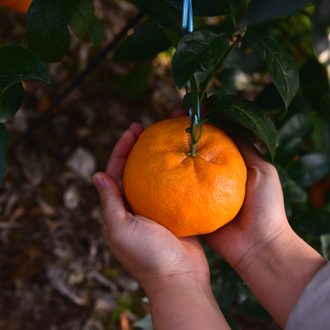 윈터프린스 제주명품 프리미엄 귤 고당도 상큼 환타맛 2.5kg, 1