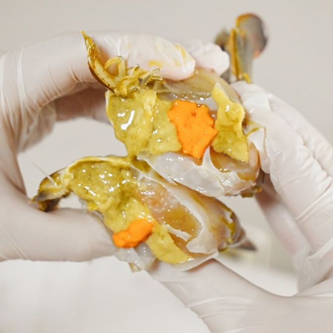 [장씨네] 당일조업 인천 산지직송 생물 활 암꽃게 kg 2~4미 (알배기), 1개, 4kg