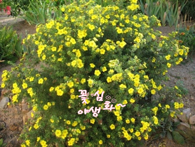 꽃심야생화 노랑물싸리 8cm포트묘 노지월동다년초, 3개