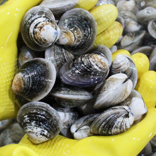 모시조개 대 제철 모시, 1개, 1kg