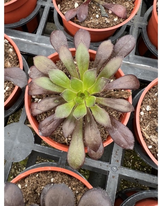 綠之源-3吋盆 黑法師 多肉植物 盆栽 花卉 園藝, 詳見包裝, 詳見包裝