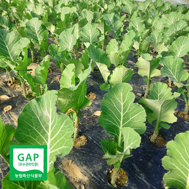 GAP인증농가 일등농수산 충북 특품 쌈용 케일, 1개, 2kg