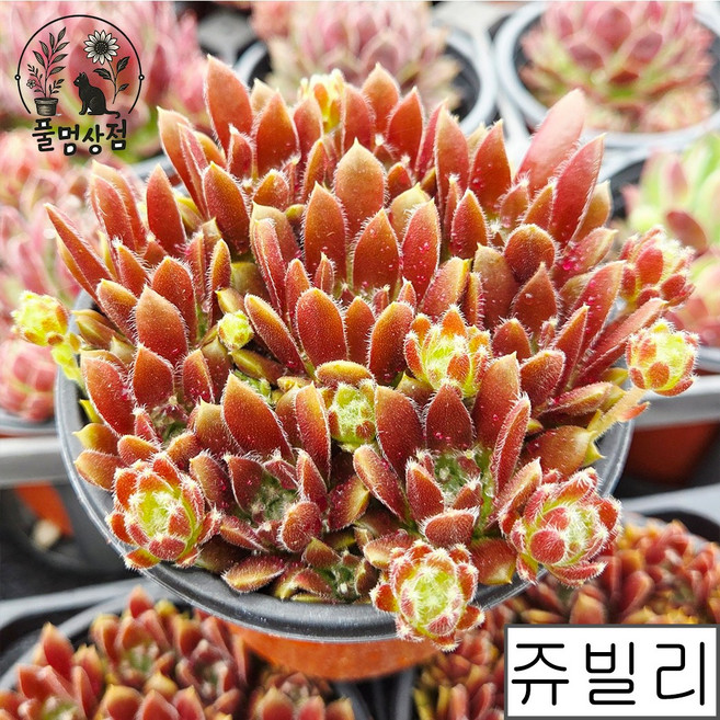 [풀멍상점] 쥬빌리 바위솔 ~ 선별발송 분채배송 월동다육/ 방수라벨 이름표포함, 5개