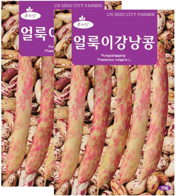 얼룩이 강낭콩 씨앗 콩씨 70립, 2개