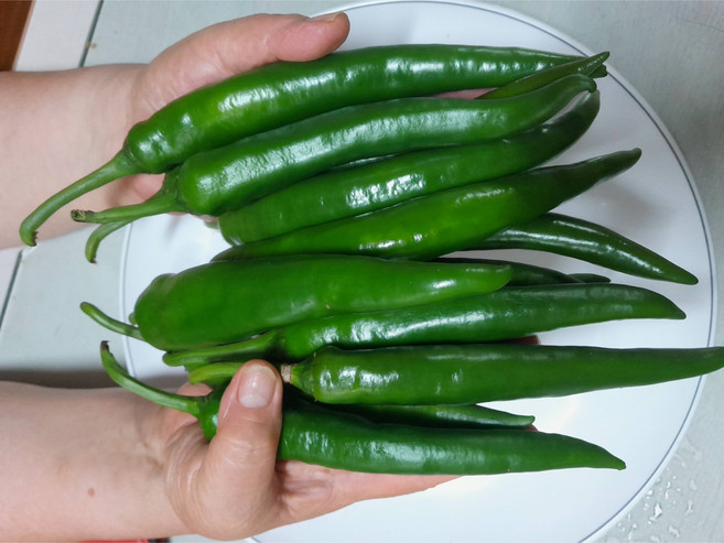 순례농원 거제도 해풍맞고 자란 국내산 풋고추 생고추, 1박스, 2kg