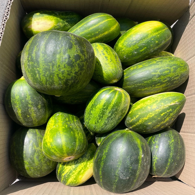 노씨고집 산지직송 S급 못난이 파파야메론 개구리참외, 1개, 2kg