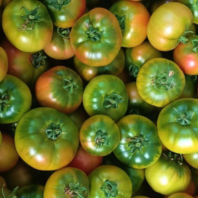 [가성비1위] 단짠단짠 산지직송 고당도 대저토마토, 1박스, 2.5kg (L)