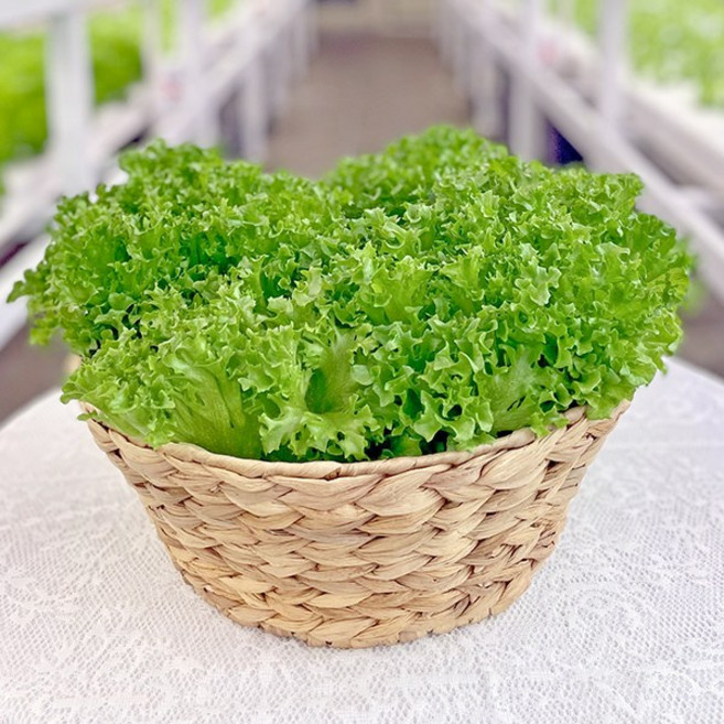 바른팜 무농약 프릴아이스 수경재배 샐러드채소 쌈채소 대용량, 1박스, 1kg