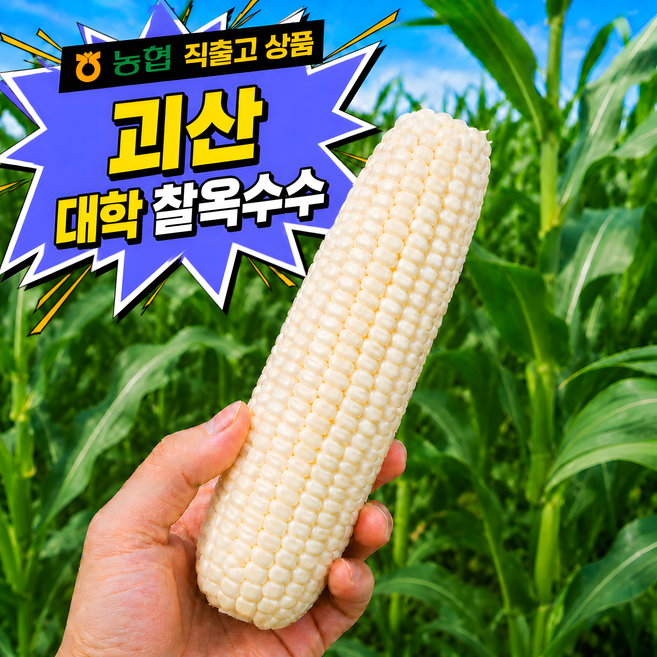 괴산대학찰옥수수 추천 TOP10 — [주문폭주] 제철특품 쫀득달콤 2주한정 괴산대학찰옥수수