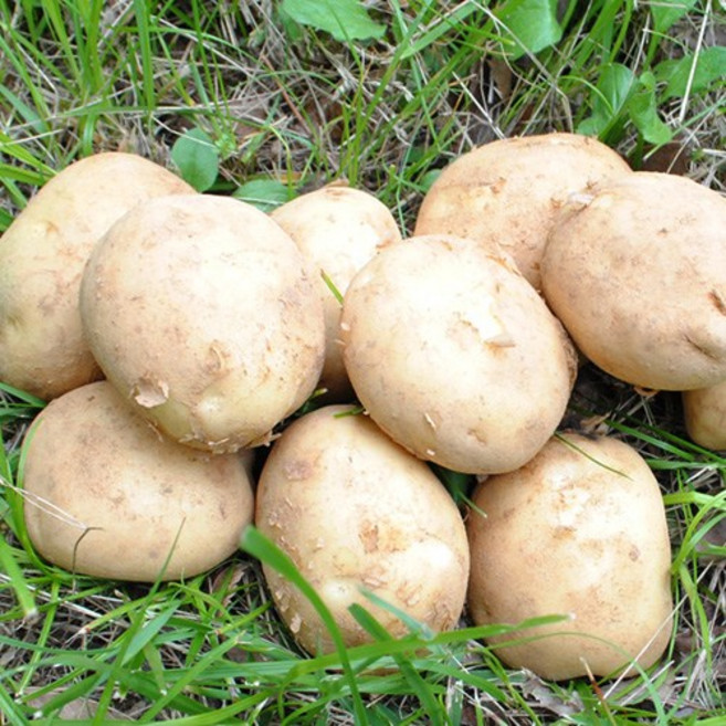 해마을 포슬포슬 부근부근 황토 햇감자, 1개, [대]-3kg