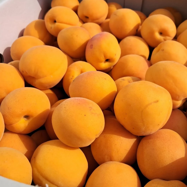 [한정특가] 대형마트납품 고당도 국내산 햇 살구, 1박스, 2kg(중대과)