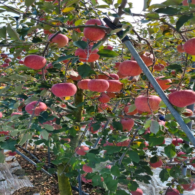 CS1%미만 청담농수산 특품 부사사과, 1개, 중과10kg(정품)