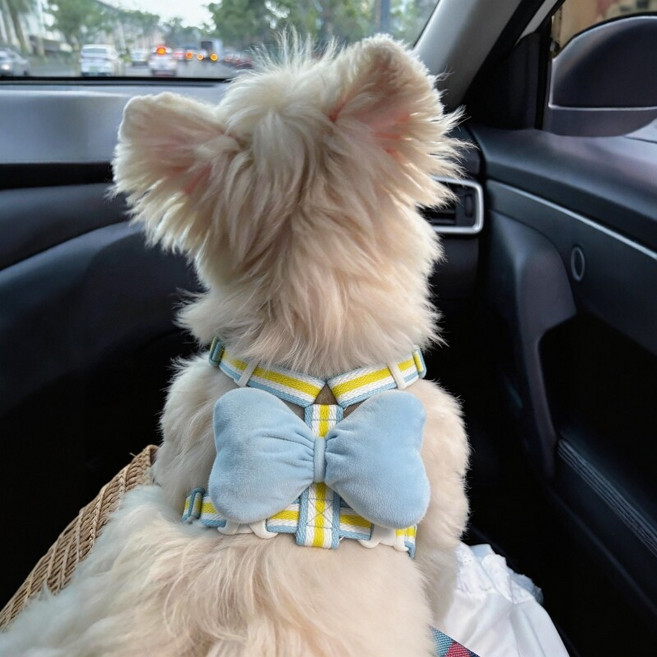 Coablu 강아지 리본 하네스 베스트 타입 앞섬방지 리드줄 세트 소형견 가슴줄, 1개, 블루