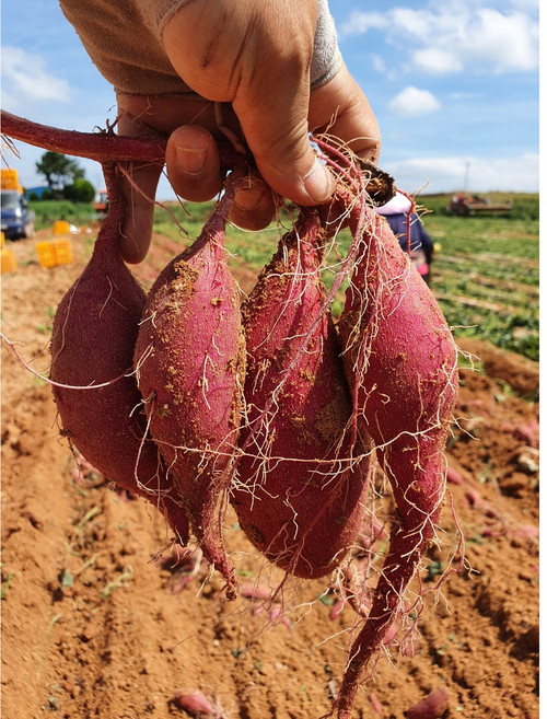 해남 밤고구마(진율미) 비세척, 1박스, 못난이10kg(비세척)