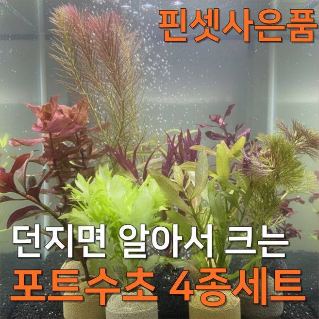 [수초농부] 달팽이 없는 포트수초 랜덤 4종 키우기 쉬운 초보, 1세트