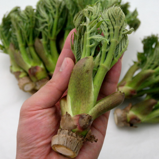 산지특가 하루한정 국산 자연산 참두릅, 1개, 1kg