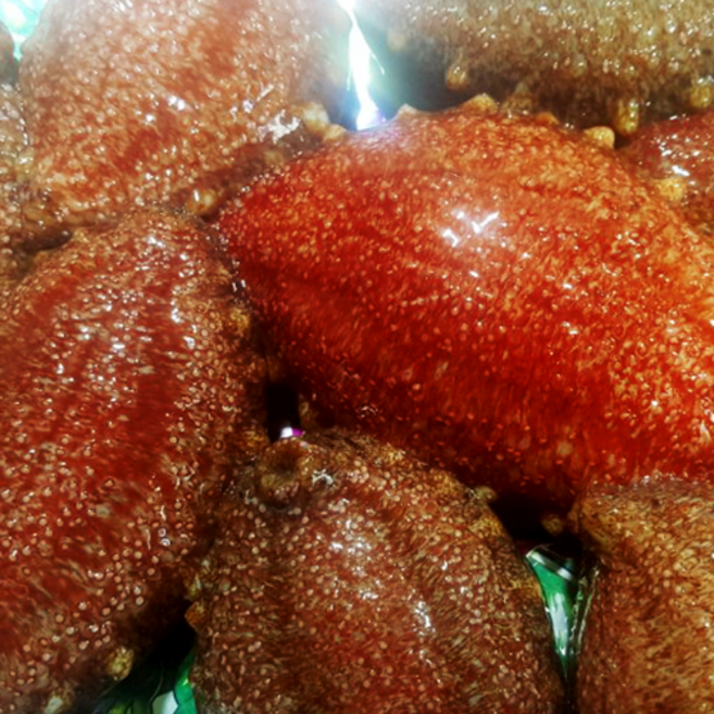 100% 동해안 산지직송 자연산 홍해삼 1kg, 1개