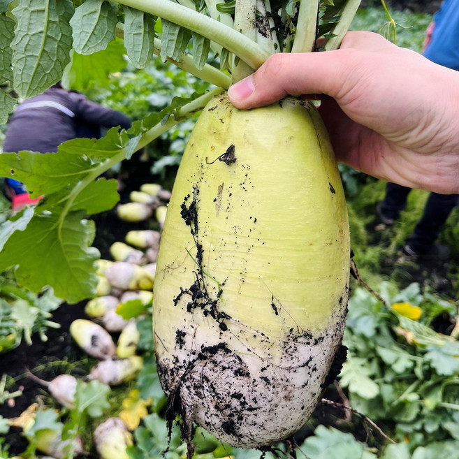 [초특가] 산지직송 제주 월동무 흙무 7kg 무 무우, 1박스