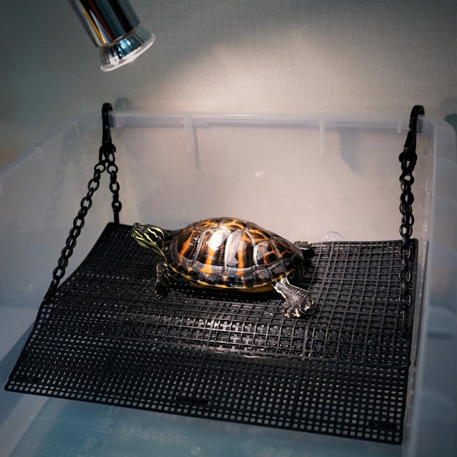 꼬북랜드 거북이육지 (준특대형) 42X33cm, 350g, 1개