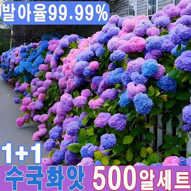 [생존율&발아율99.99%]1+1/2+2/3+3 수국 나무 씨앗 수국 조화 수국 묘목 수국꽃 수국 키우기 수국 꽃말, 2개