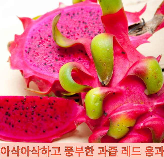 아삭아삭 달콤 부드럽고 영양가득 베트남 산지선별 레드 용과 빨간 적용과, 1개, 5kg(5~8과)