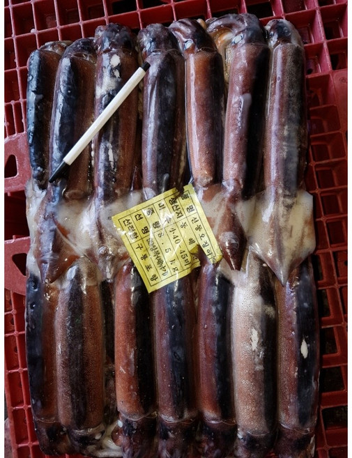 한바다수산 국내산 냉동 선동오징어 8.5kg, 1개, 3.중