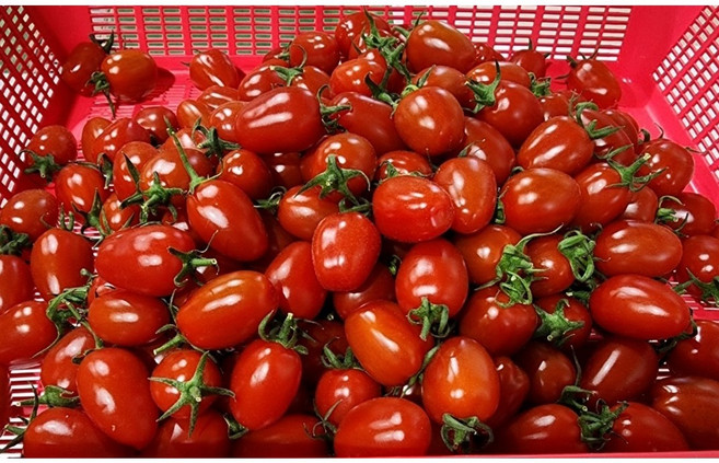 [시골사위] 당일발송 신선한 대추방울토마토 1~3번과, 1개, 1kg