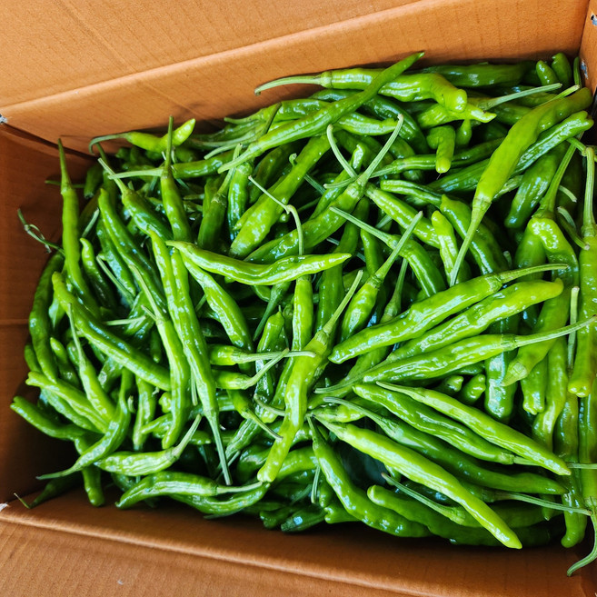 국내산 100% 꽈리고추 찜고추 쪄먹는 고추 볶음 고추, 1개, 1kg