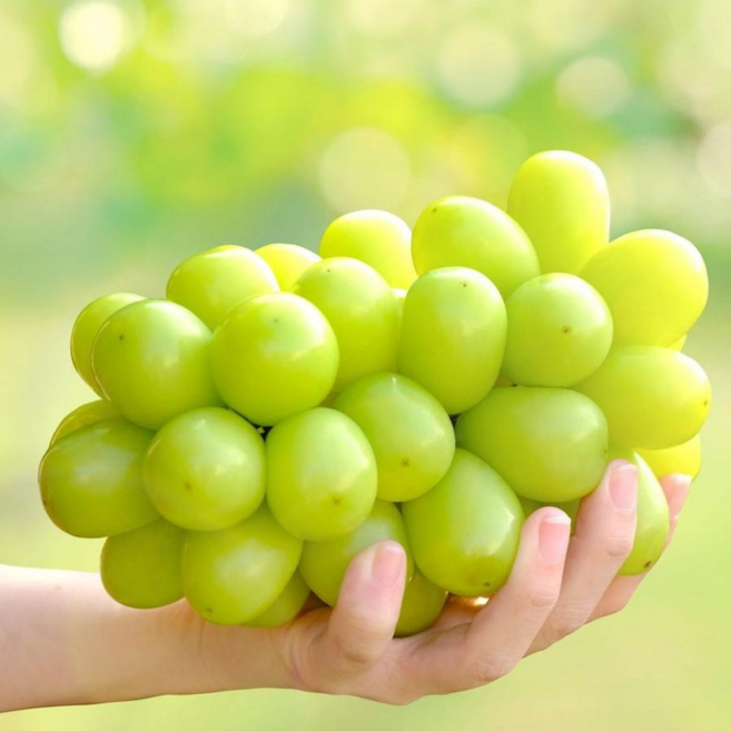 입안 가득 달콤함 고당도 특품 샤인머스켓(맛보기 1kg 2kg), 1개, *특품* 샤인머스켓 맛보기(1송이/450g 내외)