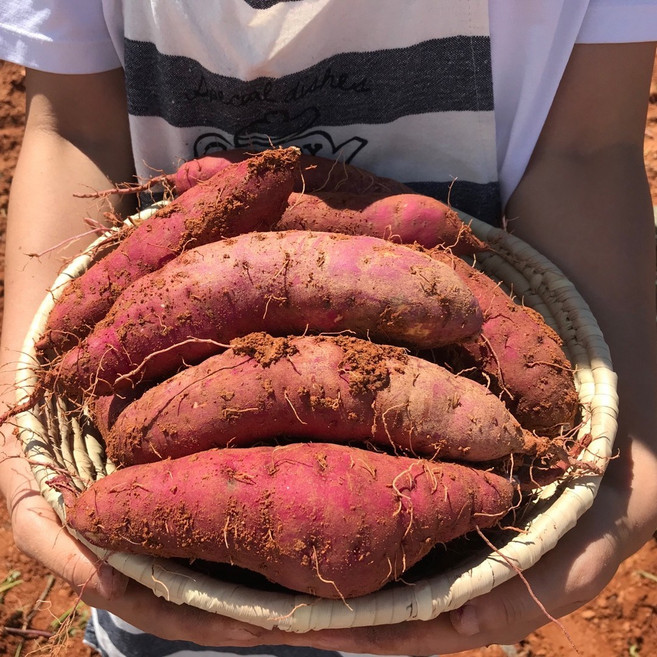 산지직송 해남 세척 꿀이 뚝뚝 꿀고구마 3kg 5kg 10kg, 1박스, 5kg(특상)