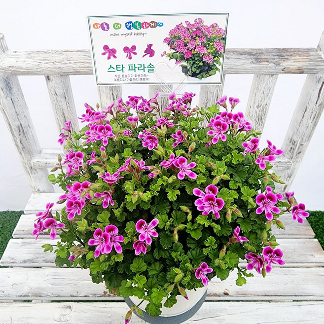 에덴플랜트 스타파라솔 랜디제라늄 중품 페라고늄 랜디 제라늄 야생화 1개