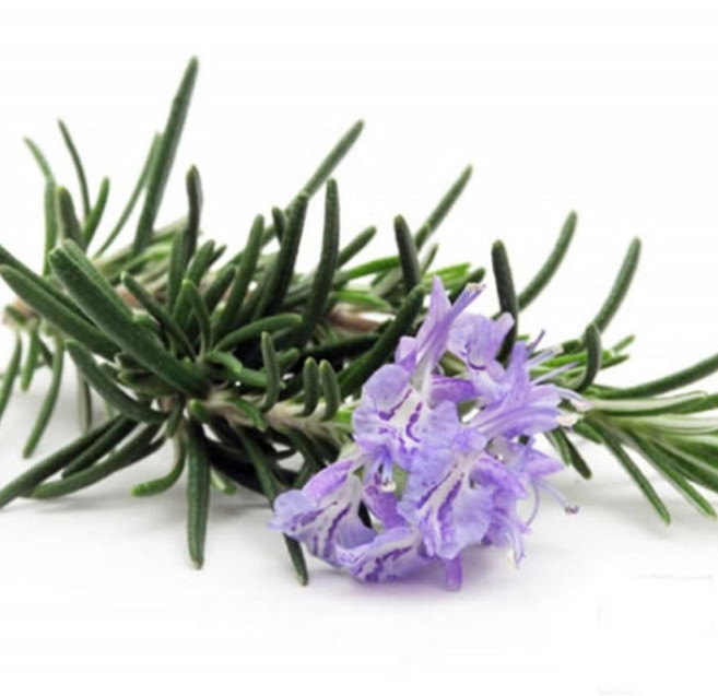 [더위치] 로즈마리향 100ml (Rosemary FO) 로즈마리 프래그런스 오일, 1개