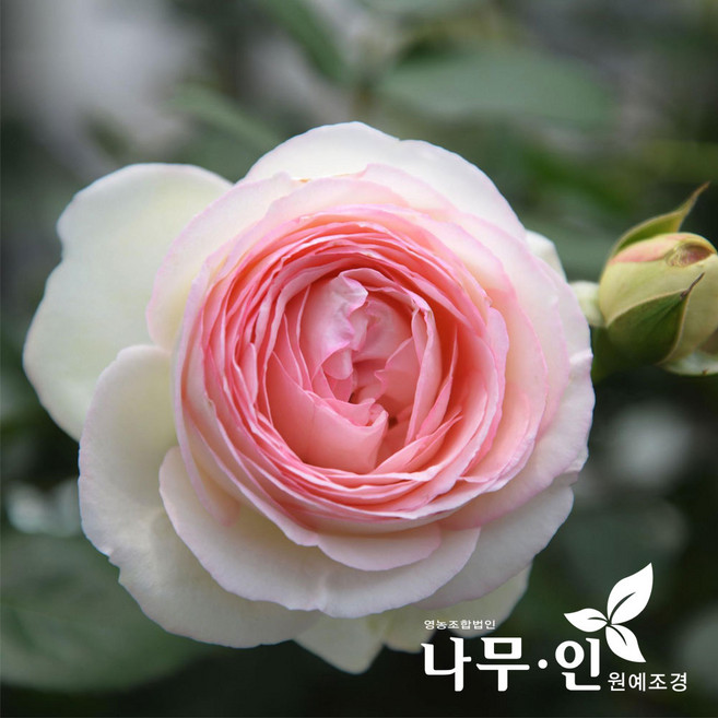 [나무인] 에덴로즈85 사계줄장미 덩굴장미 키1.7m