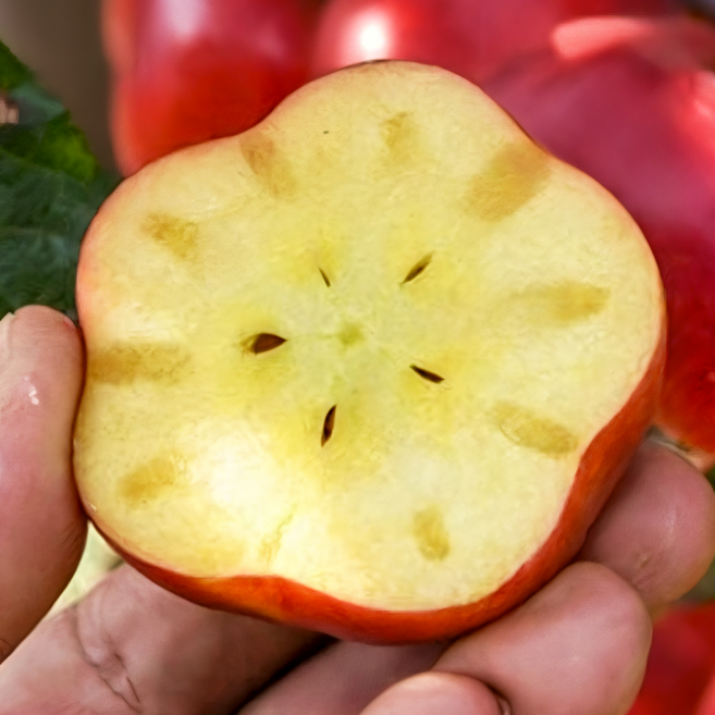 농장당일직송 햇 스타사과 영주 미니 별사과, 1개, 1kg