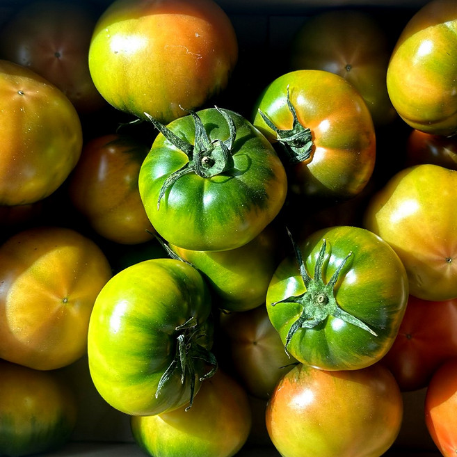[당일새벽수확] 대저 정품 짭짤이 토마토, 1개, 2.5kg 못난이(혼합과)