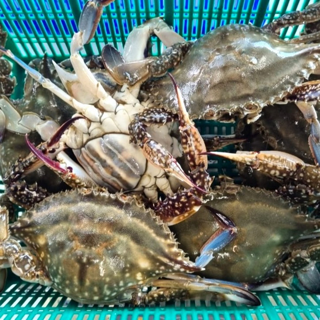 안면도 제철 생물 봄 암꽃게 100% 활꽃게 1kg/꽃게탕 꽃게찜, 1개, 1kg, 안면도 암꽃게1kg-소(4~5마리)