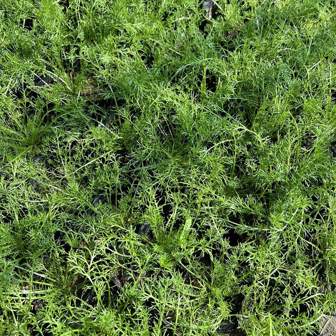 골드씨드 카모마일 월동되는허브 4치포트, 1개