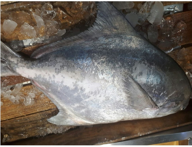 덕자병어 덕대 병어 1.2kg 덕자찜 덕자회 (예약주문상품), 덕자병어 1.2kg이내(1마리), 1개