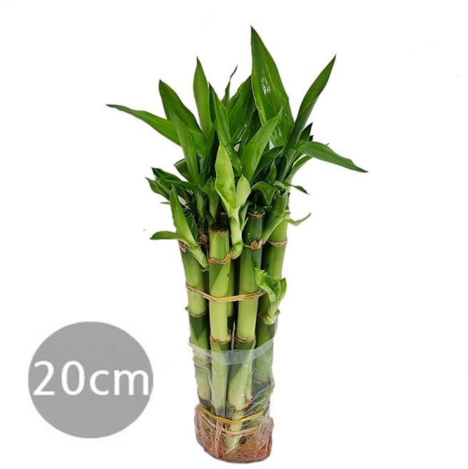 트리앤 개운죽20cm(10개)/ 개운죽30cm(10개) /개운죽10~12cm(10개)/수경식물 공기정화식물, 01. 개운죽20cm(10개), 1개