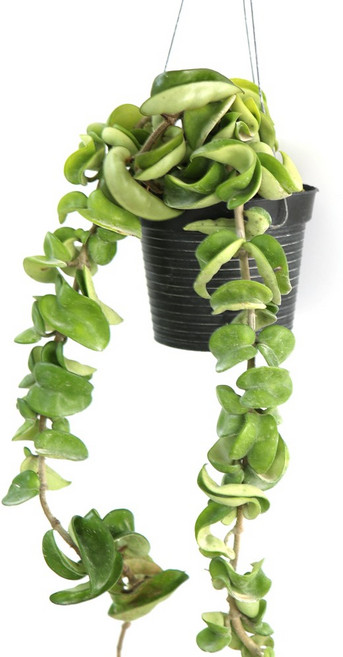 갑조네 리본호야 공기정화식물 인테리어화분 공중식물 행잉플랜트 호야, 54.리본호야, 1개