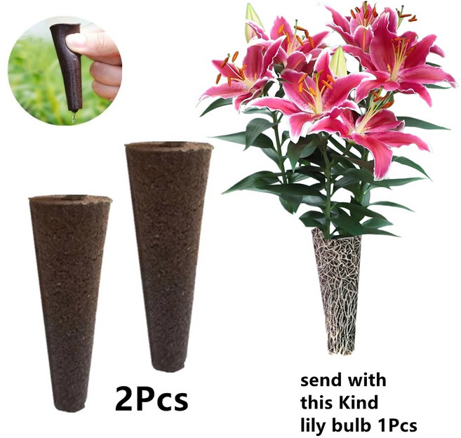 무토양 수련 구근 재배세트 (아마릴리스), B, 1개