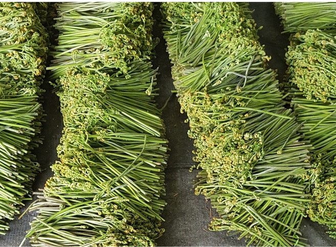 하동 산지 직송 국산 국내산 생고사리, 1개, 1kg