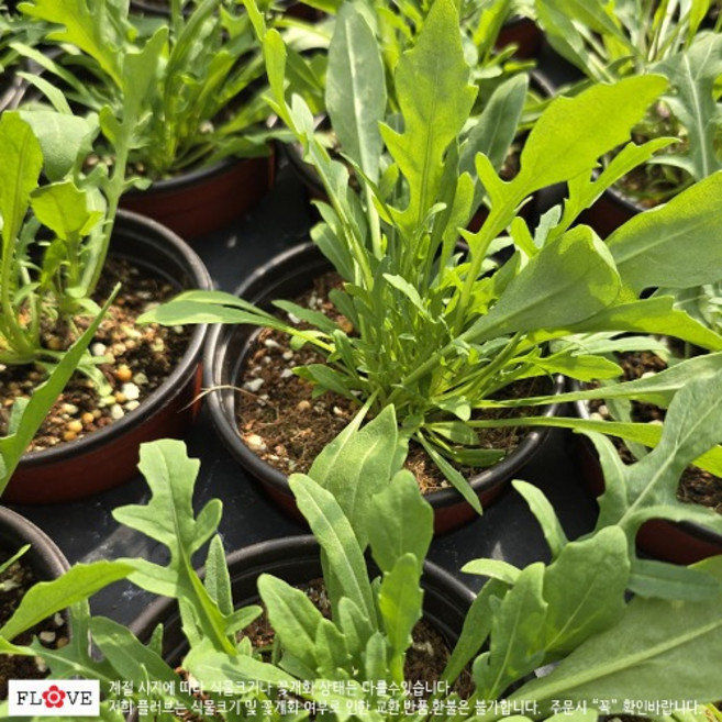 루꼴라(로켓) 와일드, 1개