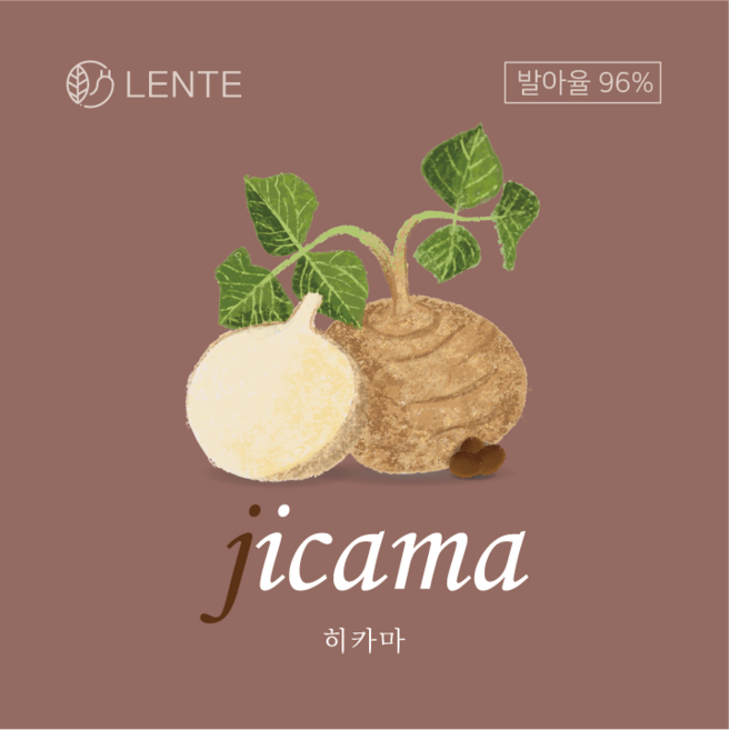 [명품] 25년도 생산 만파오 히카마 씨앗 모종 1/0.5kg 200/100/50g, 50g, 1개