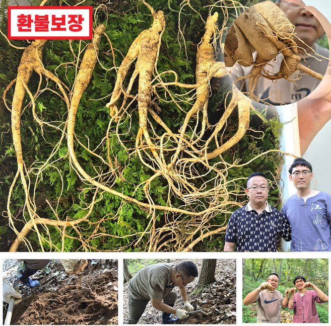진보산삼 백두산 산삼 장뇌삼 산양삼 산양산삼 10년근 10뿌리, 10개, 5g