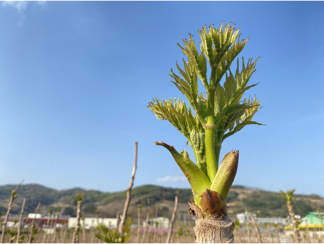 [산지 직배송] 자연산 참두릅, 1개, 1kg