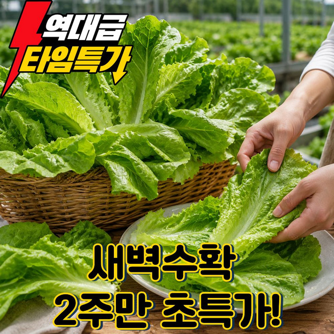 [특품선별] 국내산 로메인 상추 샐러드 산지직송, 1박스, 1kg