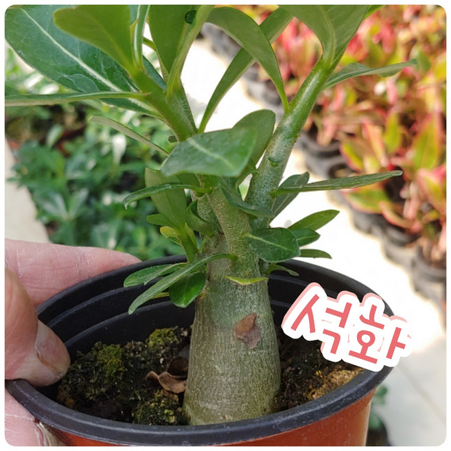 꽃나라엘리스 석화-꽃말은 무모한사랑.. 쫌 슬픈느낌, 1개